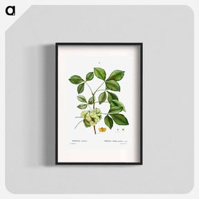 アートポスター-Common hoptree - ピエール ジョゼフ ルドゥーテ Poster.