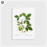 アートポストカード-Common hoptree - ピエール ジョゼフ ルドゥーテ Postcard.