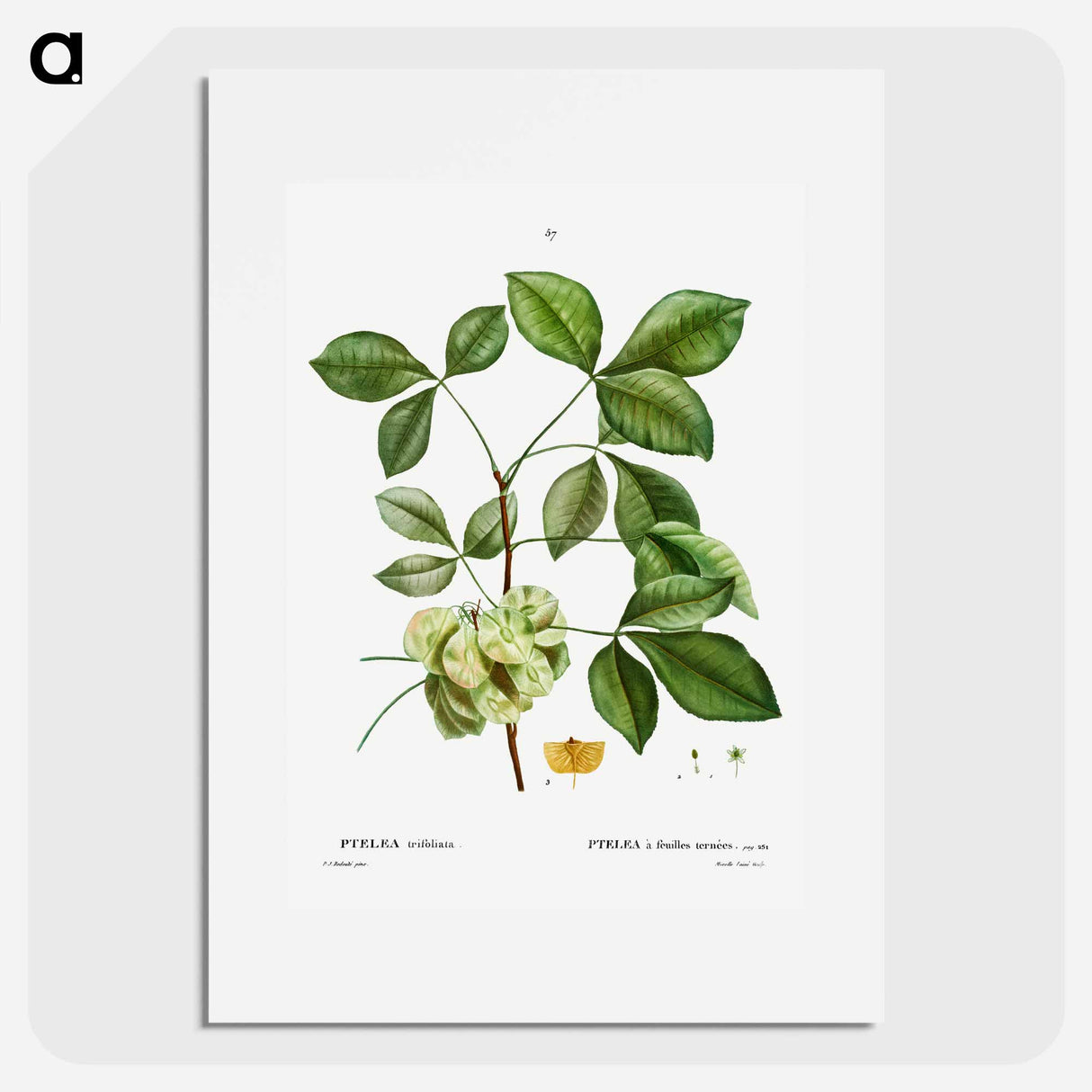 Common hoptree - ピエール ジョゼフ ルドゥーテ Poster.