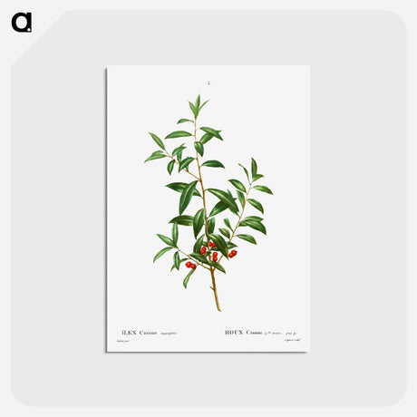 アートポストカード-Alabama dahoon - ピエール ジョゼフ ルドゥーテ Postcard.