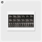アートポストカード-Sidesaddle
 - エドワード マイブリッジ Postcard.