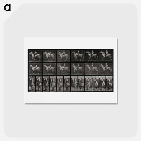 アートポストカード-Sidesaddle
 - エドワード マイブリッジ Postcard.