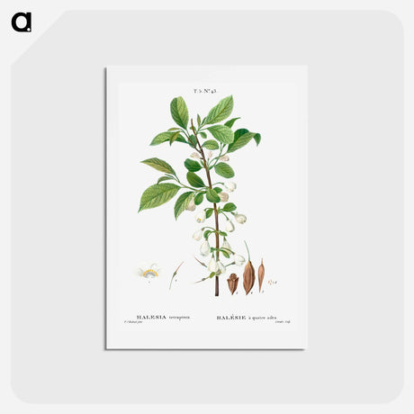 アートポストカード-Mountain silverbell - ピエール ジョゼフ ルドゥーテ Postcard.