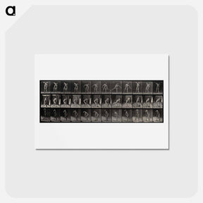 アートポストカード-The Digger
 - エドワード マイブリッジ Postcard.