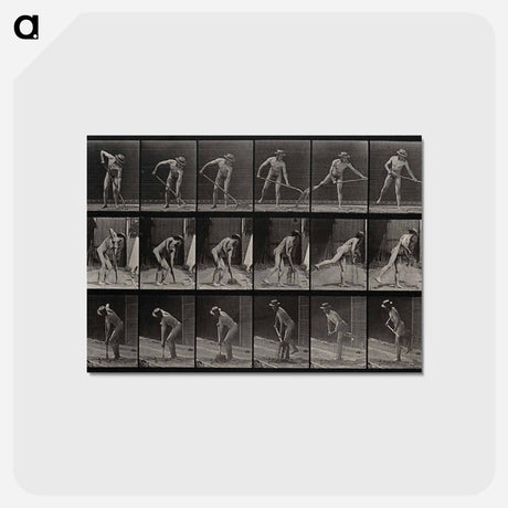 アートポストカード-The Digger
 - エドワード マイブリッジ Postcard.