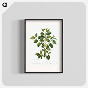 アートポスター-Common buckthorn - ピエール ジョゼフ ルドゥーテ Poster.