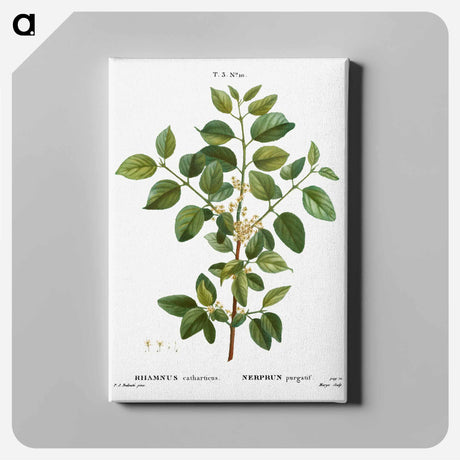 アートパネル-Common buckthorn - ピエール ジョゼフ ルドゥーテ Canvas.