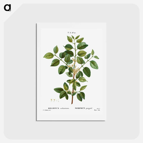 アートポストカード-Common buckthorn - ピエール ジョゼフ ルドゥーテ Postcard.