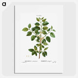 Common buckthorn - ピエール ジョゼフ ルドゥーテ Poster.