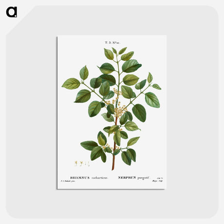 アートポストカード-Common buckthorn - ピエール ジョゼフ ルドゥーテ Postcard.