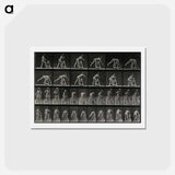 アートポストカード-Picking Up a Pot
 - エドワード マイブリッジ Postcard.
