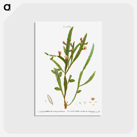 アートポストカード-Flat-pea - ピエール ジョゼフ ルドゥーテ Postcard.