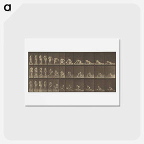 アートポストカード-Animal Locomotion
 - エドワード マイブリッジ Postcard.