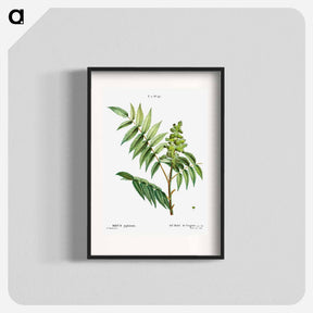 アートポスター-Staghorn sumac - ピエール ジョゼフ ルドゥーテ Poster.