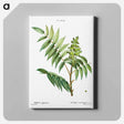 アートパネル-Staghorn sumac - ピエール ジョゼフ ルドゥーテ Canvas.