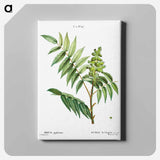 アートパネル-Staghorn sumac - ピエール ジョゼフ ルドゥーテ Canvas.