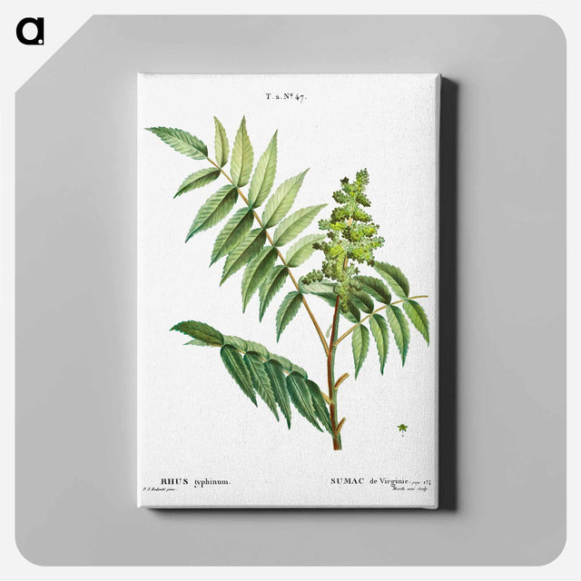アートパネル-Staghorn sumac - ピエール ジョゼフ ルドゥーテ Canvas.