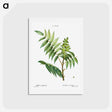 アートポストカード-Staghorn sumac - ピエール ジョゼフ ルドゥーテ Postcard.