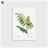 アートポストカード-Staghorn sumac - ピエール ジョゼフ ルドゥーテ Postcard.