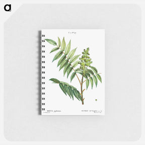 アートメモ帳-Staghorn sumac - ピエール ジョゼフ ルドゥーテ Memo.