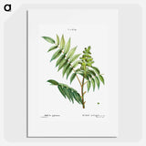 Staghorn sumac - ピエール ジョゼフ ルドゥーテ Poster.