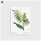 アートポストカード-Staghorn sumac - ピエール ジョゼフ ルドゥーテ Postcard.