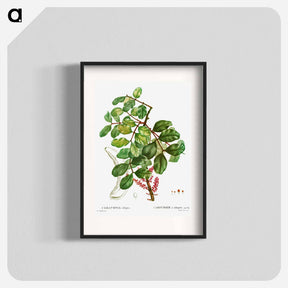アートポスター-carob tree (Ceratonia siliqua) - ピエール ジョゼフ ルドゥーテ Poster.