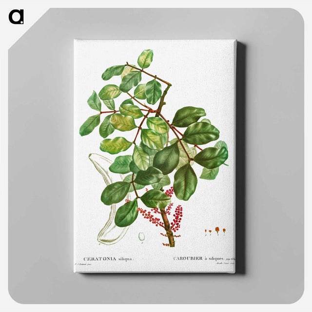 アートパネル-carob tree (Ceratonia siliqua) - ピエール ジョゼフ ルドゥーテ Canvas.