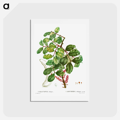 アートポストカード-carob tree (Ceratonia siliqua) - ピエール ジョゼフ ルドゥーテ Postcard.