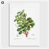 carob tree (Ceratonia siliqua) - ピエール ジョゼフ ルドゥーテ Poster.