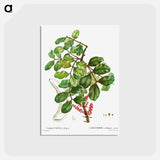 アートポストカード-carob tree (Ceratonia siliqua) - ピエール ジョゼフ ルドゥーテ Postcard.