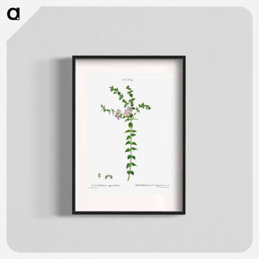 アートポスター-Heart-leaved polygala - ピエール ジョゼフ ルドゥーテ Poster.