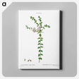 アートパネル-Heart-leaved polygala - ピエール ジョゼフ ルドゥーテ Canvas.