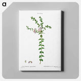 アートパネル-Heart-leaved polygala - ピエール ジョゼフ ルドゥーテ Canvas.