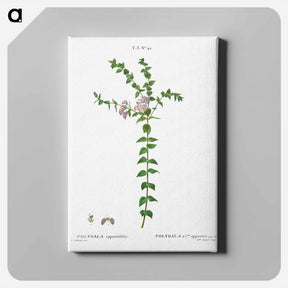 アートパネル-Heart-leaved polygala - ピエール ジョゼフ ルドゥーテ Canvas.