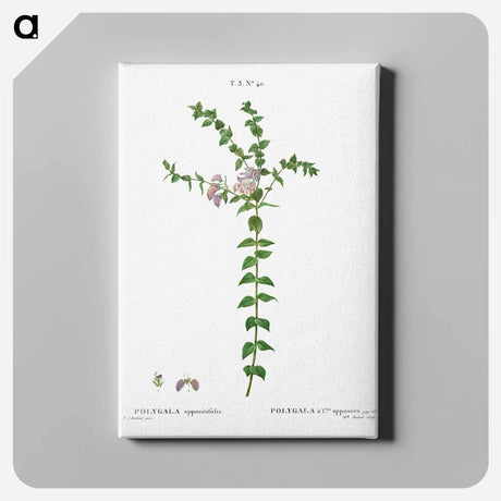アートパネル-Heart-leaved polygala - ピエール ジョゼフ ルドゥーテ Canvas.