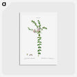 アートポストカード-Heart-leaved polygala - ピエール ジョゼフ ルドゥーテ Postcard.