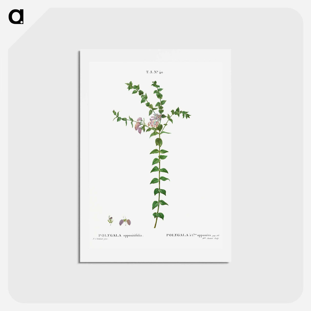 アートポストカード-Heart-leaved polygala - ピエール ジョゼフ ルドゥーテ Postcard.