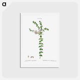 アートポストカード-Heart-leaved polygala - ピエール ジョゼフ ルドゥーテ Postcard.