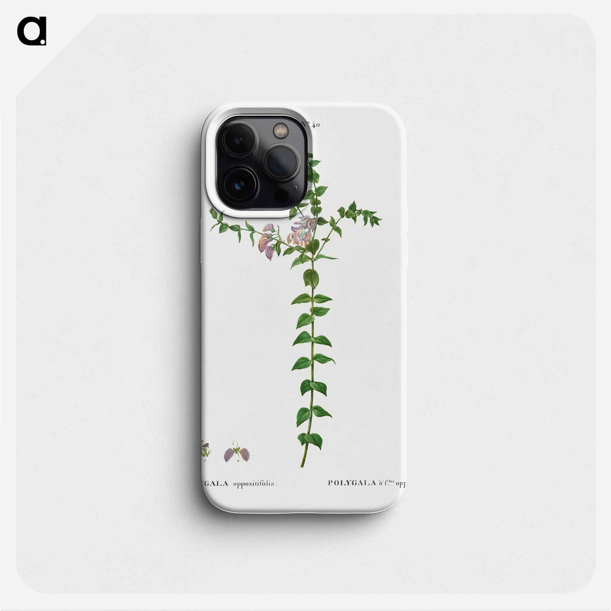 Heart-leaved polygala - ピエール ジョゼフ ルドゥーテ Phone Case.
