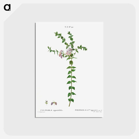 アートポストカード-Heart-leaved polygala - ピエール ジョゼフ ルドゥーテ Postcard.