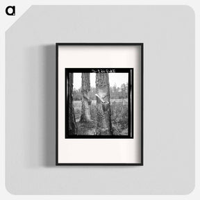 アートポスター-Turpentine trees - ドロテア ラング Poster.