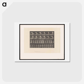 アートポストカード-The Carpenter
 - エドワード マイブリッジ Postcard.