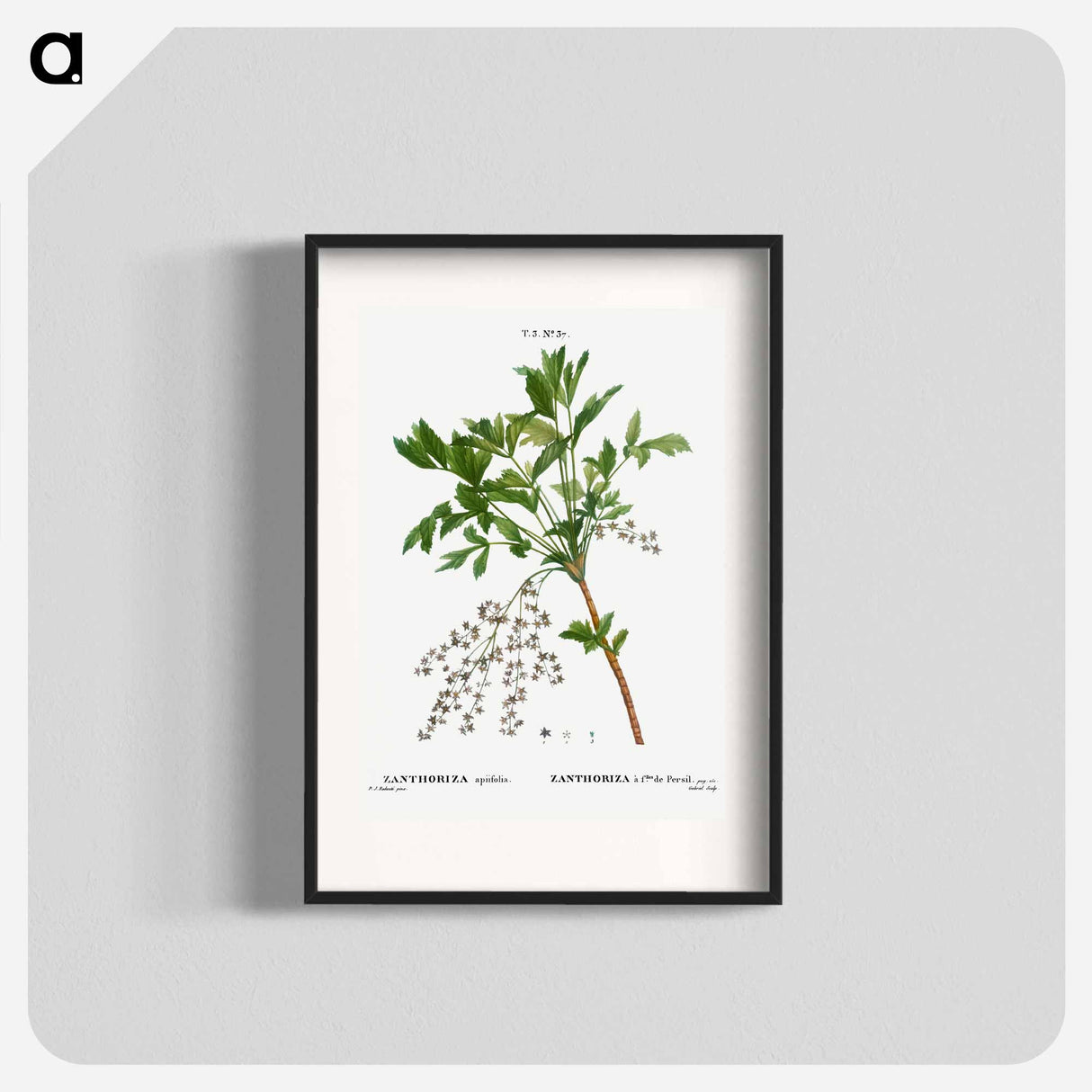 Shrub yellowroot, Zanthoriza apiifolia - Pierre-Joseph Redouté Poster.