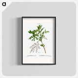 Shrub yellowroot, Zanthoriza apiifolia - Pierre-Joseph Redouté Poster.