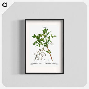 アートポスター-Shrub yellowroot, Zanthoriza apiifolia - ピエール ジョゼフ ルドゥーテ Poster.