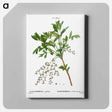 アートパネル-Shrub yellowroot, Zanthoriza apiifolia - ピエール ジョゼフ ルドゥーテ Canvas.