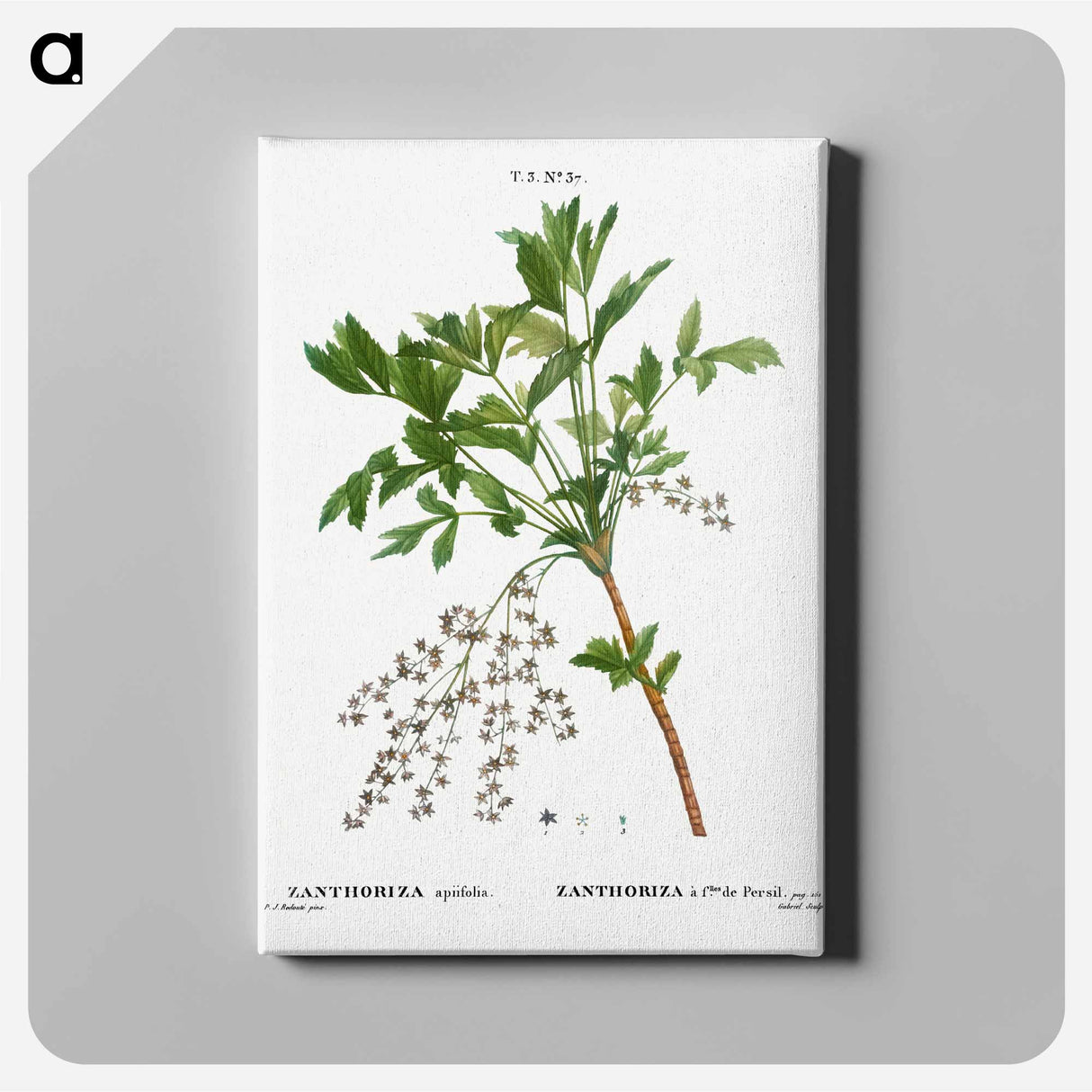 アートパネル-Shrub yellowroot, Zanthoriza apiifolia - ピエール ジョゼフ ルドゥーテ Canvas.