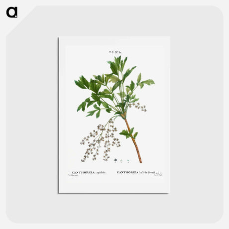 アートポストカード-Shrub yellowroot, Zanthoriza apiifolia - ピエール ジョゼフ ルドゥーテ Postcard.