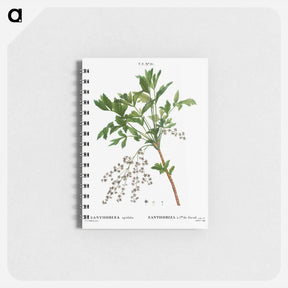 アートメモ帳-Shrub yellowroot, Zanthoriza apiifolia - ピエール ジョゼフ ルドゥーテ Memo.